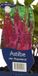 Griffioen Astilbe chin. 'Purpurkerze' paarse vaste plant