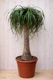 Warentuin Natuurlijk Olifantspoot Beaucarnea 100 cm