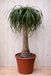 Warentuin Natuurlijk Olifantspoot Beaucarnea 100 cm