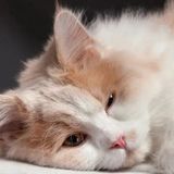 Tushita Katten Kalender 2027