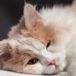 Tushita Katten Kalender 2027