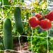 Merkloos Plantennet 10 x 1,67 m Klimhulp Tuinnet Spaliernet Duurzaam Polyester Weerbestendig Klimnet