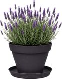 EDA Romeo Pot de fleurs et soucoupe - D17 x H13 cm - anthracite - plastique - intérieur et extérieur