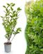 Green boutiQ - 16x Ligustrum ovalifolium - Gewone Liguster - Haagplanten - Groenblijvend - Groen - Pot 9cm - Hoogte 35-45cm