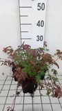 GRDplanten Ooievaarsbek 6x Geranium robertianum | 9x9 cm pot