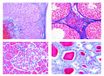 LIEDER Biologie microscopie micropreparaten serie Sinnesphysiologie