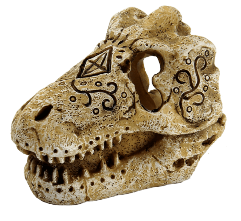 SuperFish skull t rex s