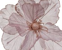 Everlands Papaver polyester d27h10 cm a3 kerst