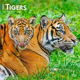 Tigers BrownTrout Tigers - Tiger 2027 - 16-Monatskalender