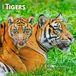 Tigers BrownTrout Tigers - Tiger 2027 - 16-Monatskalender