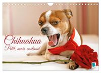 Chihuahua CALVENDO Chihuahua : petit, mais costaud (Calendrier mural 2026 DIN A4 vertical)