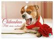 Chihuahua CALVENDO Chihuahua : petit, mais costaud (Calendrier mural 2026 DIN A4 vertical)