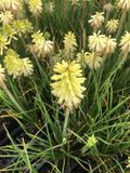 GRDplanten Groendecor Tuinarchitectuur 6x Vuurpijl, fakkellelie - Kniphofia citrina | 9x9 cm pot