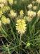 GRDplanten Groendecor Tuinarchitectuur 6x Vuurpijl, fakkellelie - Kniphofia citrina | 9x9 cm pot
