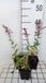Groendecor Tuinarchitectuur 6x Sauge – Salvia nem. 'Schwellenburg' | pot de 9x9 cm