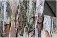 Dietrix Inductie beschermer 65x52 - Hout en Boom - Schors klimboom Dietrix