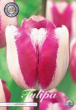 Dutch Flower Lady Triumph Hotpants Tulpenbollen Bolmaat 12+ 10 Bloembollen