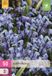 Jub Holland Scilla siberica - maat 7/8 - 50 stuks