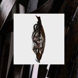 Lyra Derek Warfield - Lyra (LP, 2024)