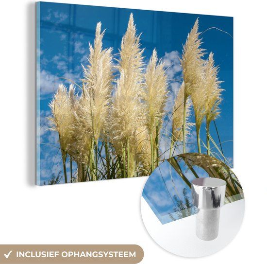 MuchoWow® Glasschilderij 90x60 cm - Pampasgras - Foto op glas - Acrylaat - Multicolor