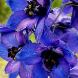 Arborix Delphinium 6 x Delphinium 'Black Knight' - Ridderspoor pot 9x9cm