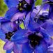 Arborix Delphinium 6 x Delphinium 'Black Knight' - Ridderspoor pot 9x9cm