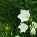 Arborix 6 x Campanula Pyramidalis 'Alba' - Klokje Pot 9x9 cm - Torenhoge Witte Bloemen