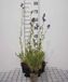 Groendecor Tuinarchitectuur 6x Polemonium caeruleum | pot van 9x9 cm