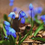 Bol 6x Scilla Siberica Pot 9x9 cm - Bleu/Blanc