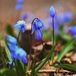 Arborix Bol 6x Scilla Siberica Pot 9x9 cm - Blauw/Wit