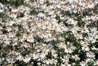Groendecor Tuinarchitectuur 6x Aster - Aster divaricatus | pot de 9x9 cm