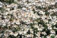 Groendecor Tuinarchitectuur 6x Aster - Aster divaricatus | pot de 9x9 cm