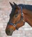 Waldhausen X-Line Leather Halter Anatomic | Cob - Brown - Horse