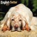 Avonside Publishing English Setter 2027 Calendar