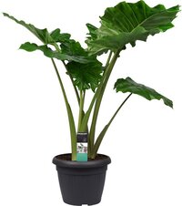 Alocasia Portadora - Persoon Potplanten - XL Planten- Hoogte  120 cm