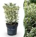 Green boutiQ - 16x Ilex crenata Covenxa - Japanse Hulst - Haagplanten - Groenblijvend - Groen - Pot 9cm - Hoogte 20-30cm