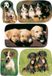 Herma Etiket 3528 honden | 10 stuks