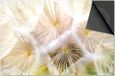 Dietrix Inductie Beschermer 76x51.5cm - Bloemen en Planten - Dandelion
