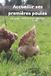 Accueillir Les légumes de Jeanne Accueillir ses premières poules