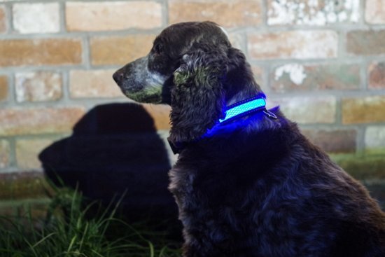 Illuminated Apparel IA LED Light Up Pet Collar - Hondenhalsband - S/M - 31-41cm - Blauw blauw