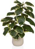 Unyqoos® Plante artificielle Ficus elastica – plante de caoutchouc toujours verte, avec des feuilles réalistes, un pot de couleur crème avec une base en ciment, facile d'entretien et adapté aux personnes allergiques