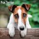 Avonside Fox Terrier Kalender 2027