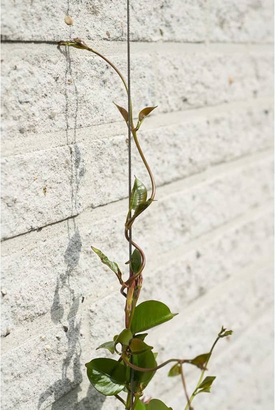 Nature Spandraadsysteem voor klimplanten 6040760