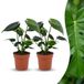 Green boutiQ Monstera Deliciosa Gatenplant - 2 Planten - Pot 12cm - Hoogte 30cm
