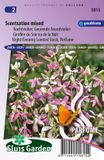 Sluis Garden Avondviolier Scentsation Mix (Matthiola)
