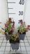 GRDplanten Groendecor Tuinarchitectuur 6x Dovenetel - Lamium mac. 'Chequers' | 9x9 cm pot