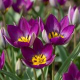 Green boutiQ - 50x Tulipa Persian Pearl - Paars