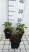 6x Salvia sylv. 'Balsalarv' ('blue marvel') | pot de 9x9 cm