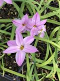 GRDplanten Groendecor Tuinarchitectuur 6x Oude wijfjes/Voorjaarster - Ipheion uniflorum 'Charlotte Bishop' | 9x9 cm pot