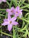 GRDplanten Groendecor Tuinarchitectuur 6x Oude wijfjes/Voorjaarster - Ipheion uniflorum 'Charlotte Bishop' | 9x9 cm pot